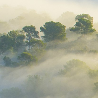 "Temps i natura a Mallorca"