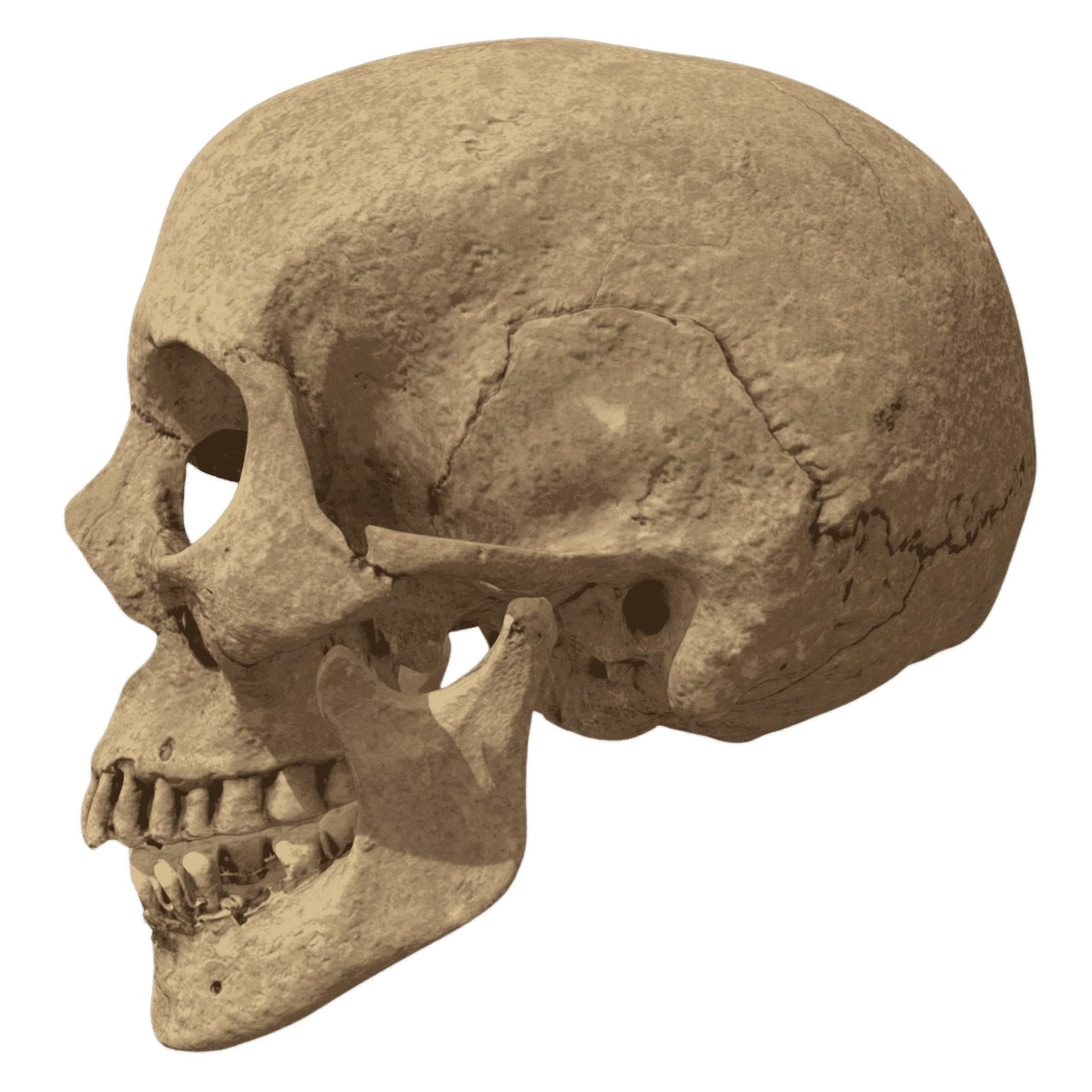 Les civilitzacions es fecunden les unes a les altres?