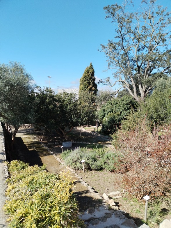 El jardí medicinal del museu